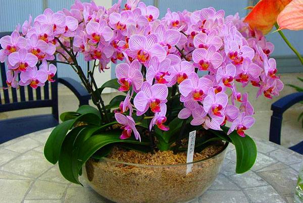 Орхидея фаленопсис: уход в домашних условиях после магазина - фото