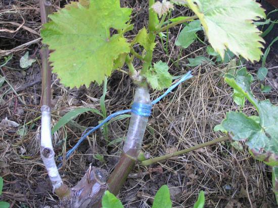 Особенности прививания винограда «Молдова» и формирование технических сортов винограда с фото