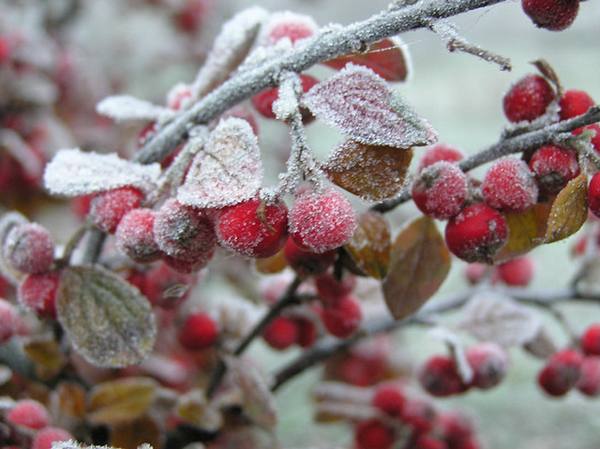 Особенности влияния существующих видов заморозков на растения - фото