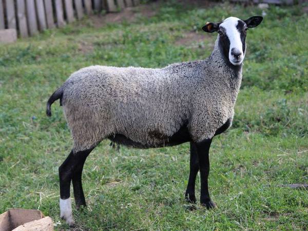Романовская порода овец с фото