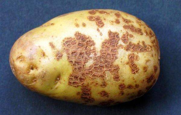 Как правильно бороться с паршой картофеля - фото