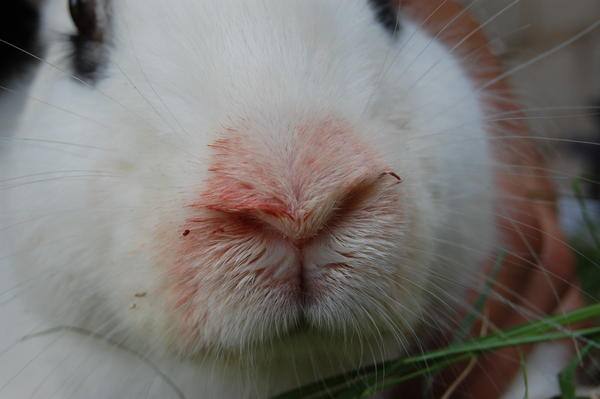 Как избавиться от пастереллеза у кроликов - фото