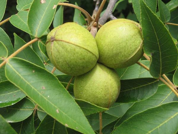 Ореховое дерево Пекан - фото