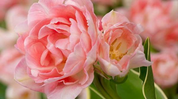 Пионовидные тюльпаны  фото и описания 10 лучших сортов - фото