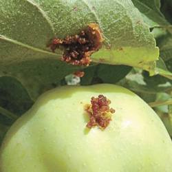 Чем обрабатывать яблоню от плодожорки и как еще с ней бороться - фото