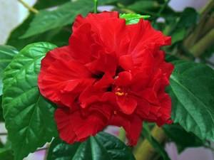 Почему гибискус называют цветком смерти, уход за китайской розой - фото