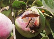 Почему кожура яблок, груш и других семечковых пород трескается - фото