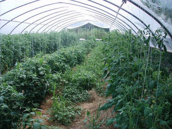 Подкормка и экологически чистые помидоры в теплице - фото