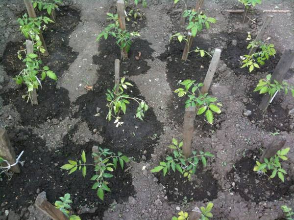 Подкормка рассады томатов и перца народными средствами - фото