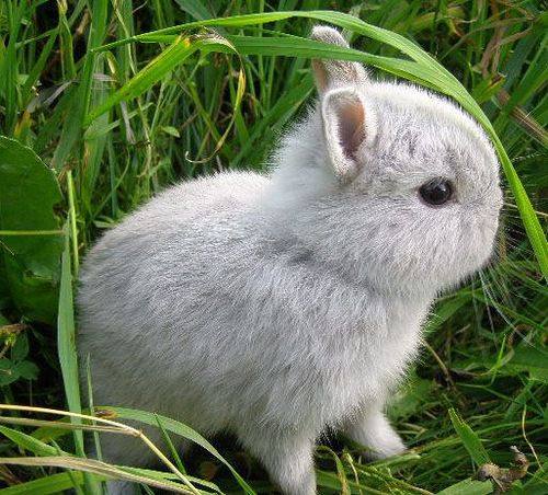 Описание карликовых пород кроликов - фото