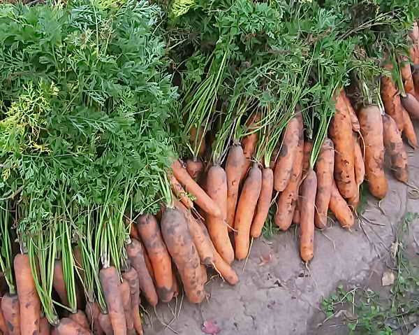 Посев моркови под зиму с фото