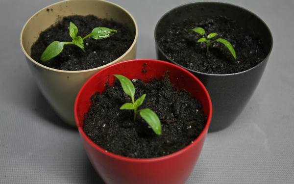 Посев семян перца на рассаду и пикировка: пошаговая инструкция с фото