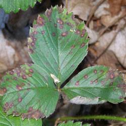Цветные пятна, появляющиеся на черешках и листьях растения клубники — признак грибковых заболеваний с фото