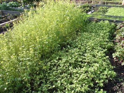 Растения обогащающие и улучшающие почву, использование сидератов с фото