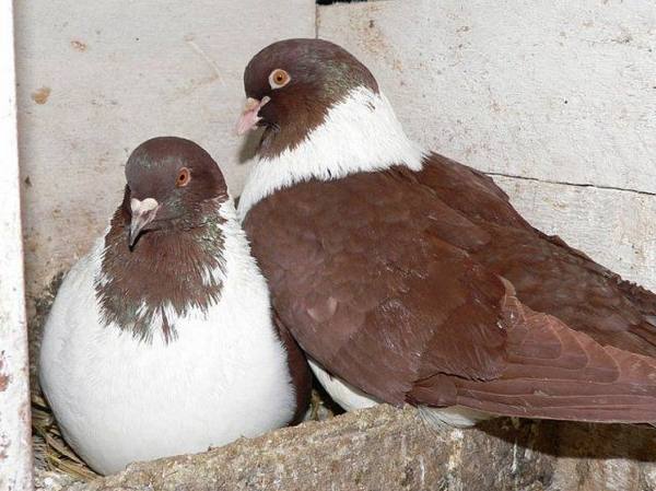 Размножение голубей - фото