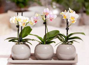 Размножение орхидеи фаленопсис в домашних условиях с фото