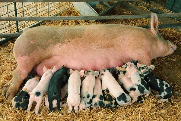 Разведение свиней в условиях личного подворья - фото