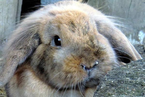 Как можно лечить насморк (ринит) у кроликов - фото