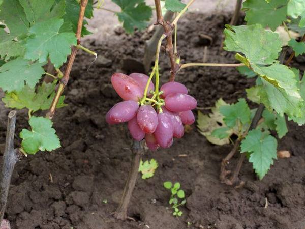 Способы обеспечить рост саженцев винограда на всех этапах - фото