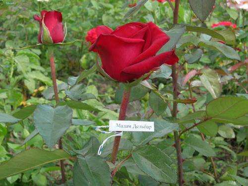 Розы на срез: выбор сорта и посадка с фото