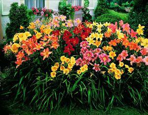 С какими цветами сочетаются лилейники в дизайне сада, фото с фото