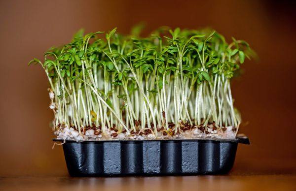 Выращиваем салат в домашних условиях