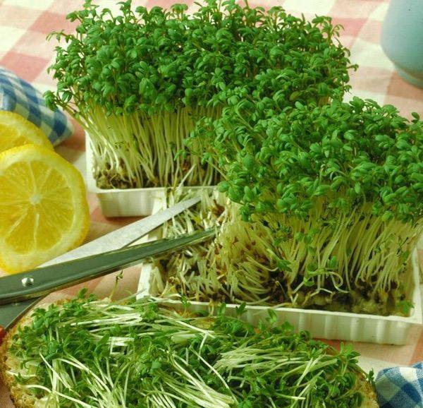 Выращиваем салат в домашних условиях
