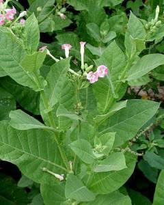 Секреты выращивания табака на садовом участке - фото