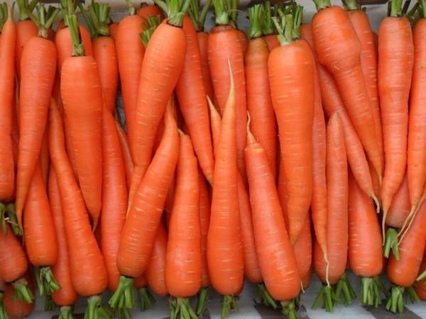 Семена моркови - лучшие сорта для открытого грунта - фото