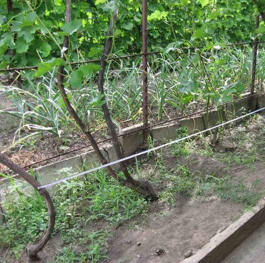 Шпалеры для винограда, зачем они и как их сделать - фото