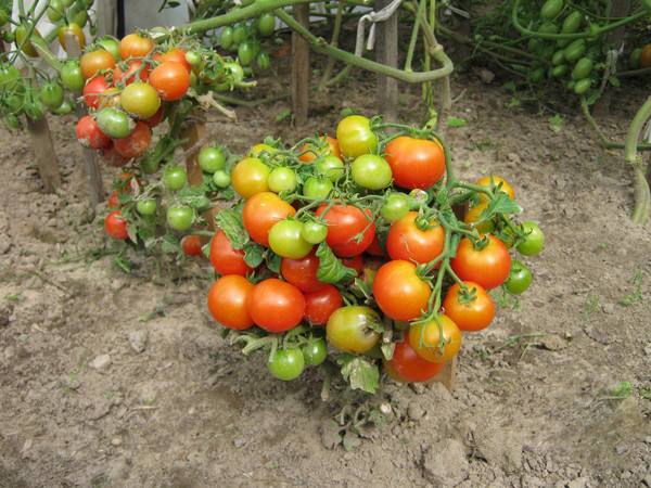 Что это такое штамбовые томаты? - фото