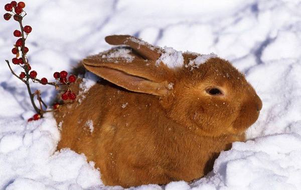 Преимущества содержания кроликов на улице в зимний период - фото