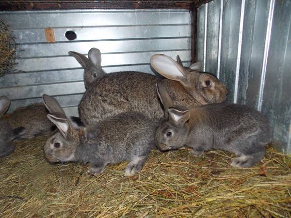 Инструкция по применению препарата соликокс для кроликов - фото
