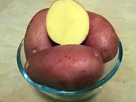 Сорт картофеля «Беллароза», описание характеристик и особенностей выращиван ... - фото