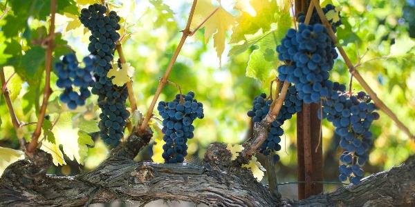 Подробное описание сорта винограда каберне совиньон - фото