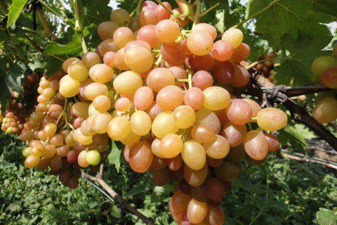 Сорта винограда Вишневецкого: какой выбрать - фото
