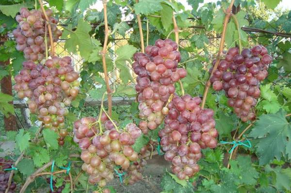 Полное описание сорта винограда низина - фото