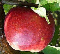 Чем отличаются сорта яблони жигулевское, краса свердловска, хани крисп? - фото