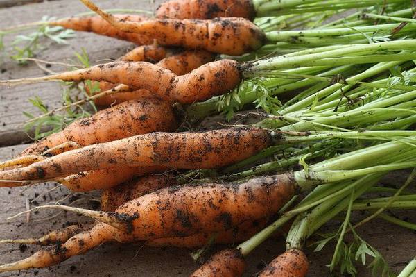 Когда и как убирать морковь с грядки - фото