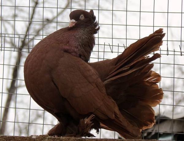 Характерные качества статных голубей с фото
