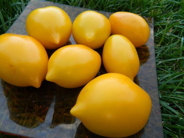 Сорт «Чудо света» — чудесный жёлтый томат с фото