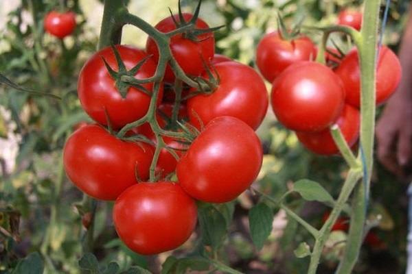 Подробное описание и характеристика томатов сорта любовь - фото