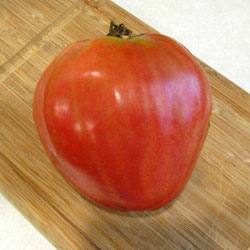 Сорт Орлиный клюв  томат с необычной формой плодов - фото