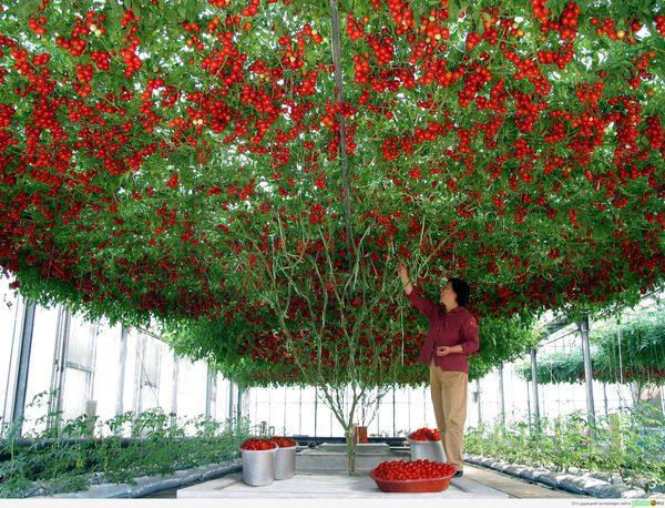 Правильное выращивание томата Спрут F1 - фото