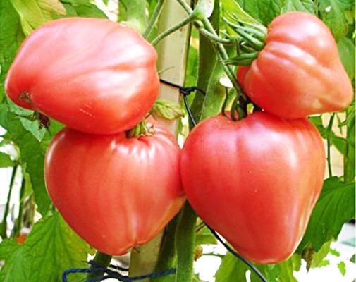 «Воловье сердце» — томат для позднего салата - фото