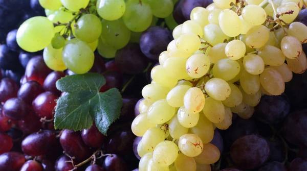 Топ-7 лучших укрывных сортов винограда для средней полосы России - фото