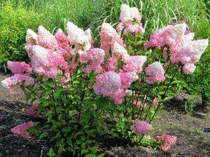 Королева сада гортензия метельчатая: виды, сорта, фото, посадка и уход - фото