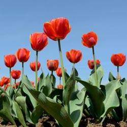 Классификация тюльпанов, их сорта, фото и описание - фото