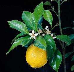 Если опадают листья лимона: причины, методы борьбы с фото