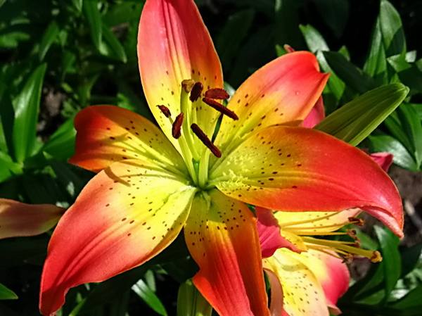 Лилия в цветнике — правила осеннего ухода с фото